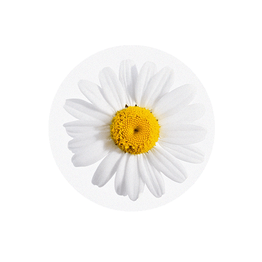 files/Chamomile_reduced.png